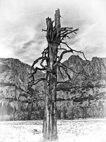 TREE OF WISDOM  B & W