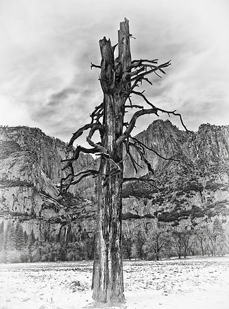 TREE OF WISDOM  B & W